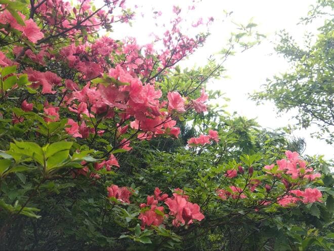 初夏の花と箱根の山々＆大涌谷の噴煙を望む「明神ヶ岳」 なだらかな稜線＆気持ちのいい山頂が魅力！【神奈川県箱根町】の画像004