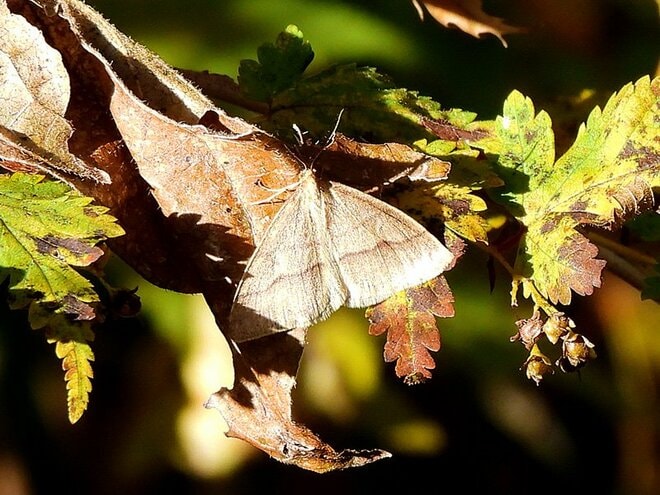 冬なのに蛾が飛んでいる？  姿も生態もユニークな「冬尺蛾」とは【あなたのすぐそばにいる「季節の虫」の探し方 vol.12】の画像007