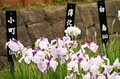 梅雨空の絶景！  東京23区に咲く花菖蒲の4名所「堀切菖蒲園」「水元公園」「小岩菖蒲園」「しょうぶ沼公園」で江戸の風流を感じる【東京都・葛飾区/江戸川区/足立区】の画像015