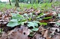 「冬にだけ見られる野草の美しい姿 “ロゼット”とは？」寒くても子どもと一緒に自然を満喫！「冬のおすすめ生き物観察」3選【キジ博士のナチュラリスト入門 vol.9】の画像005