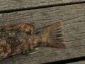 「カサゴとアイナメ」に激似の魚とは？  判別困難な「冬釣り」の風物詩「根魚」の奥深い世界とは？の画像008