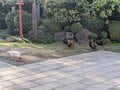 鶏がフリーダムに闊歩する神社「助松神社」のおみくじはやさしい友達の助言のようだった【関西おみくじジャーニー vol.28／大阪府泉大津市】の画像005