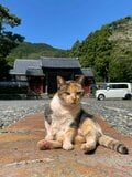 2.22（にゃんにゃんにゃんの日）「野生のヤマネコが暮らす、国境の島」へ【琉球島猫百景〈特別編〉長崎県・対馬】の画像009