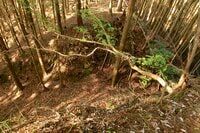 【NHK大河『豊臣兄弟！』ゆかりの城】ド肝抜く「主郭の大堀切」は、ほんの始まり…「土佐国・内田城〈前編〉」（高知県東洋町）【戦国の山城を攻める vol.11】