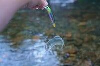 アユは「怒らせて掛ける」魚だった！  ルアーを追わせて釣りあげる「アユイング」のオリジナリティ＆おもしろさを知る