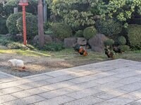 鶏がフリーダムに闊歩する神社「助松神社」のおみくじはやさしい友達の助言のようだった【関西おみくじジャーニー vol.28／大阪府泉大津市】