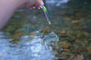 アユは「怒らせて掛ける」魚だった！  ルアーを追わせて釣りあげる「アユイング」のオリジナリティ＆おもしろさを知る