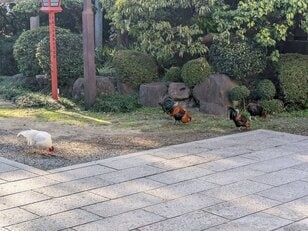 鶏がフリーダムに闊歩する神社「助松神社」のおみくじはやさしい友達の助言のようだった【関西おみくじジャーニー vol.28／大阪府泉大津市】