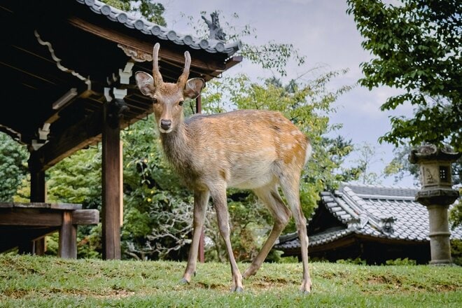 シカまたシカの寺町はミニベロ散策にぴったり！  クルマ＋ブロンプトンで行く古都・奈良の世界遺産【ゆる6輪の旅 vol.04 奈良「東大寺周辺」】の画像002