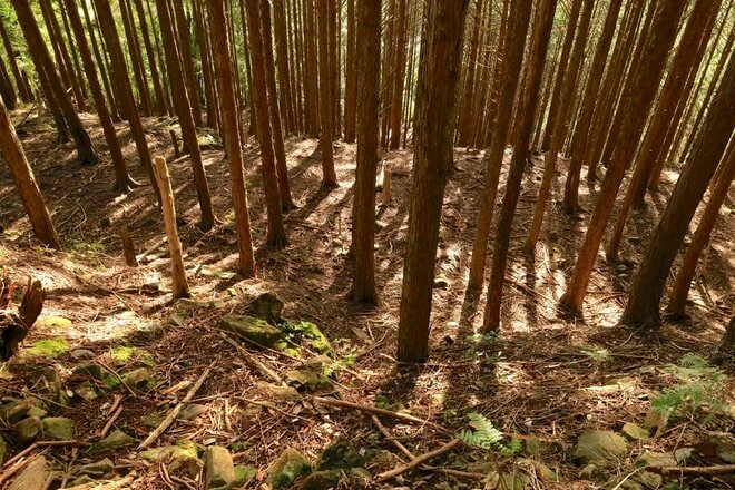 【NHK大河『豊臣兄弟！』ゆかりの城】ド肝抜く「主郭の大堀切」は、ほんの始まり…「土佐国・内田城〈前編〉」（高知県東洋町）【戦国の山城を攻める vol.11】の画像019