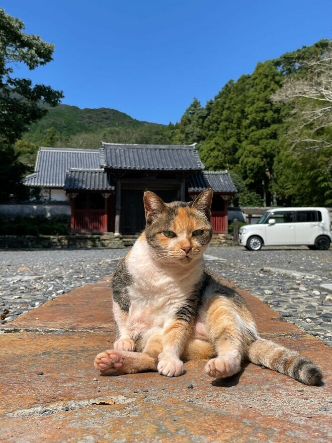2.22（にゃんにゃんにゃんの日）「野生のヤマネコが暮らす、国境の島」へ【琉球島猫百景〈特別編〉長崎県・対馬】の画像009