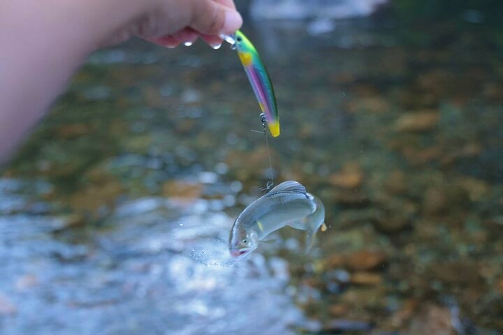 アユは「怒らせて掛ける」魚だった！  ルアーを追わせて釣りあげる「アユイング」のオリジナリティ＆おもしろさを知る 