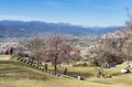 フルーツ王国・山梨の春はピンク色！ 桜から桃の花へ！ 開花ラッシュで花見に大忙しの “桃源郷” 甲府盆地【山梨県】2022年の画像004
