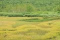 北アルプスに抱かれた高層湿原ならではの紅葉模様「栂池自然園」の画像002
