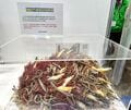 釣りファンお待ちかね「釣りフェスティバル 2024 in Yokohama」 今年は過去最大規模の出展に、話題の新製品から楽しいイベントも盛りだくさんでゴイゴイスー！【編集部リポート 第1弾】の画像022