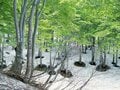 何度でも写真を撮りたくなる！  新緑の山「樹木の魅力」過去20年で200登頂ライターが厳選「リピート登山する3座」荒島岳・檜洞丸・鍋倉山の画像008