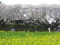 春の絶景「ソメイヨシノ1000本」が視界を埋めつくす！ お花見の名所「権現堂桜堤」桜のトンネル＆「菜の花カーペット」圧巻コラボ「フォトレポート」【埼玉県幸手市】の画像001