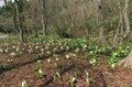 「お花見ハイキング」4月から5月に見ごろを迎える花々が美しい「春の低山」5選！  国指定名勝や穴場も【東北編】の画像001