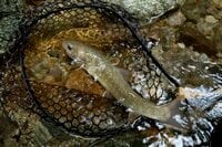 【渓流釣り】盛夏、ベスコンになった飛騨の渓へ 「蜘蛛の巣だらけだけど、尺イワナが連発！」 岐阜県・2025年