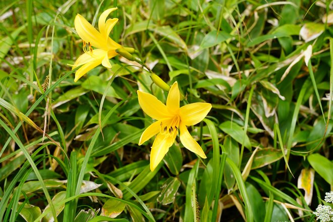 首都圏からのアクセス抜群！ 日帰り登山でもアルペン気分「谷川岳」 特徴的な双耳峰で人気の百名山の画像015