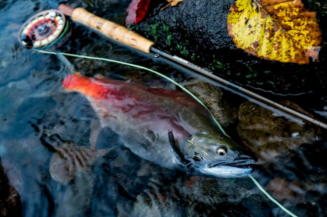 紅葉真っ盛り！  北海道・屈斜路湖でヒメマス（ベニザケ）釣りが人気【2021年・秋】の画像004