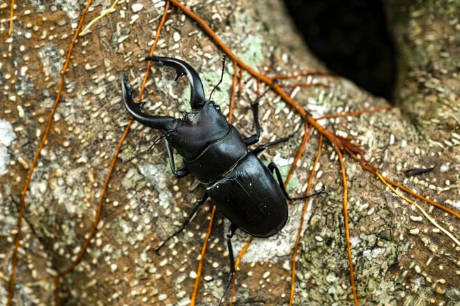 【鹿児島県】憧れのフラットシャロー！  フライフィッシングと昆虫観察、トレッキングを満喫した「奄美大島」トリップ   2025年の画像004