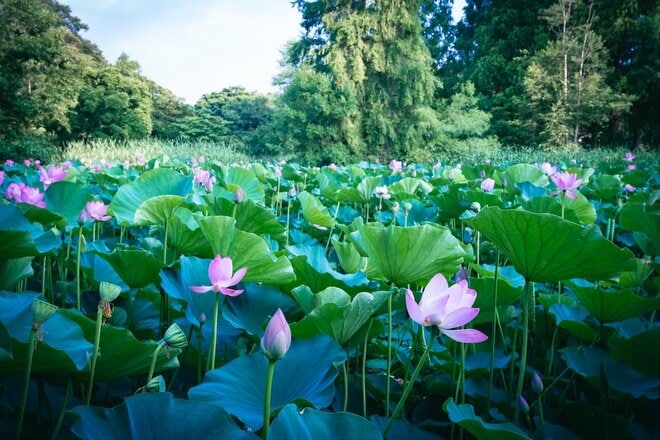 たった10kmの自転車周遊「ミズイチ」ってなに？  23区随一の水郷公園なら30分でもかなりエピック【ゆる6輪の旅 vol.01 水元公園】の画像010