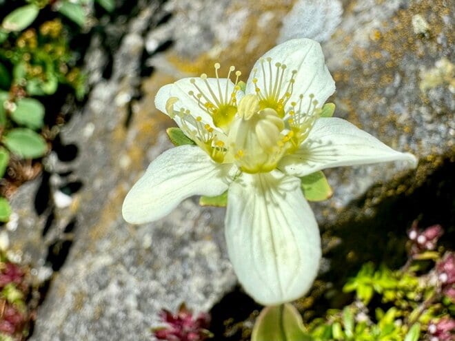「北アルプス屈指の花の名山へ」 初夏に歩く朝日岳・雪倉岳 1泊2日の山旅【日本で山登りはじめました vol.7】の画像003