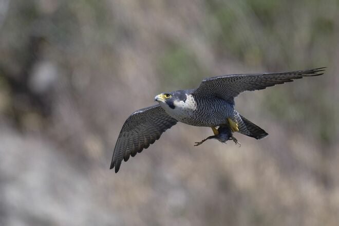 【バードウォッチング】「早春は恋の季節」日本最速飛行術を誇るハヤブサの “ラブラブ断崖ライフ” を拝見してきました！  神奈川県｜2026年の画像011