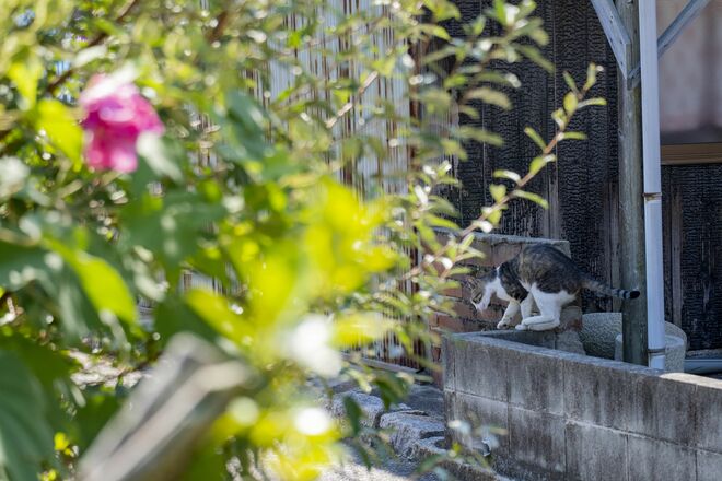 アート、ときどき島猫。直島・犬島・小豆島【「瀬戸内トリエンニャーレな旅（後編）」琉球島猫百景 vol.22〈特別編〉】の画像015