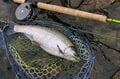 解禁直後の長野県、伊那谷の天竜川で本流フライフィッシングに挑戦！ 2021年2月の画像002
