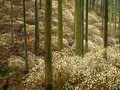 花咲くトレイルから春を感じよう！  空に舞う黄色のぼんぼり「ミツマタのトレイル」 群馬、滋賀、栃木・茨城のおすすめスポット【2024年】の画像005