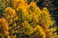 【3年連続全国No.1の紅葉スポット】「落ち葉の絨毯を狙うなら今でしょ！」鮮やかに染まるもみじ湖と“もみじのトンネル”《長野県・箕輪町》2022年の画像010