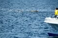 世界自然遺産「知床」でクジラやイルカに会える「ネイチャークルーズ」や「羅臼昆布」のヒレ刈り体験で海の恵みに感動しよう！ 【北海道・羅臼町】の画像006