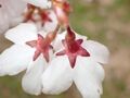 多摩にだけ自生する絶滅危惧種・幻の野生桜「タマノホシザクラ」が満開！ 都立公園にひっそりと咲く清楚な早咲き桜を見に行く【2023年・東京都】の画像008
