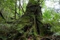 【世界自然遺産・屋久島】屋久杉の巨木「弥生杉・二代杉・気根杉」と苔に包まれた “もののけの森”「白谷雲水峡」をめぐるの画像004