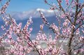 フルーツ王国・山梨の春はピンク色！ 桜から桃の花へ！ 開花ラッシュで花見に大忙しの “桃源郷” 甲府盆地【山梨県】2022年の画像001