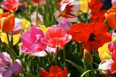 絢爛豪華に東京23区の春を彩る「桜とチューリップ」の競演！ 水辺の