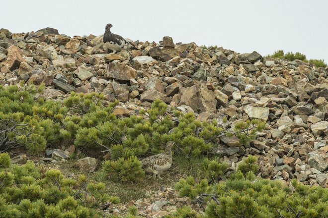 ライチョウ観察は登山道沿いがベスト！ 白馬乗鞍岳・小蓮華山のライチョウ調査へ＜長野県＞の画像007