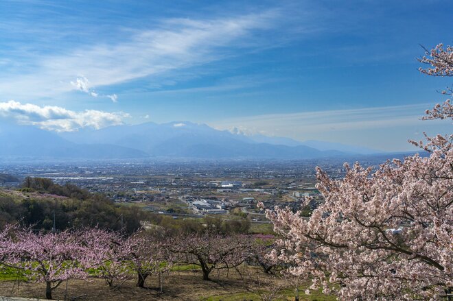 画像 写真 フルーツ王国 山梨の春はピンク色 桜から桃の花へ 開花ラッシュで花見に大忙しの 桃源郷 甲府盆地 山梨県 22年 合計10枚 トラベル ニュース Bravo Mountain