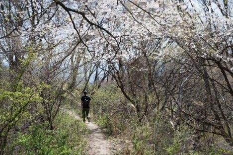 【こんな贅沢な山は他にない！】お花見ハイキングの名所「光城山」のお出かけ前に押さえるべきポイント解説の画像015
