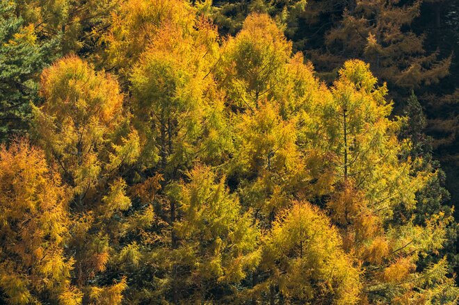 【3年連続全国No.1の紅葉スポット】「落ち葉の絨毯を狙うなら今でしょ！」鮮やかに染まるもみじ湖と“もみじのトンネル”《長野県・箕輪町》2022年の画像010