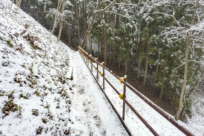  雪のなかじっと春を待つ黄色い妖精！ 「幸せを招く」フクジュソウの群落へ・2022年3月下旬【長野県】の画像008