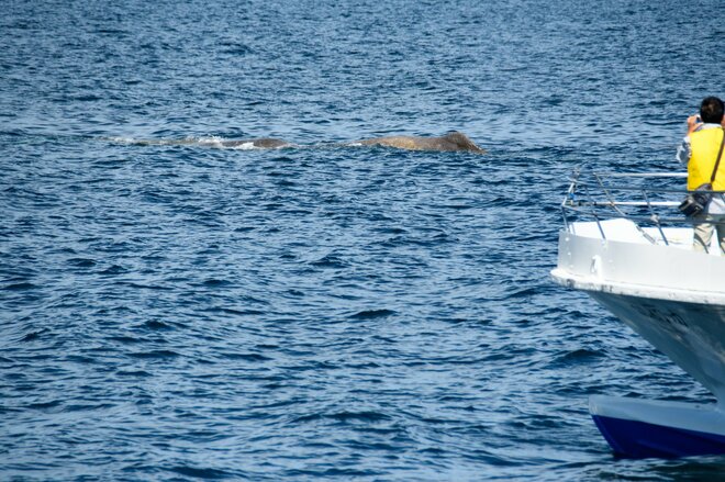 世界自然遺産「知床」でクジラやイルカに会える「ネイチャークルーズ」や「羅臼昆布」のヒレ刈り体験で海の恵みに感動しよう！ 【北海道・羅臼町】の画像006