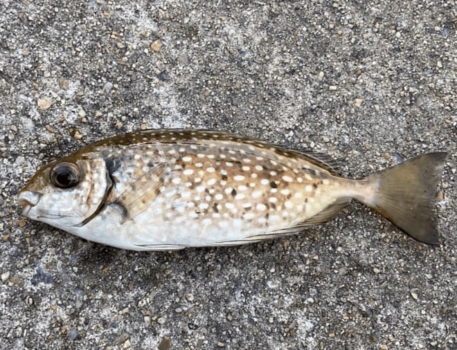 画像 写真 海釣りでの要注意 超危険 毒魚 食べられるけど毒あり 2種と 死亡例あり殺人生物 の危険性とは 合計3枚 アクティビティ ニュース Bravo Mountain