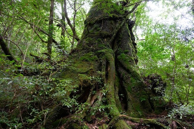 【世界自然遺産・屋久島】屋久杉の巨木「弥生杉・二代杉・気根杉」と苔に包まれた “もののけの森”「白谷雲水峡」をめぐるの画像004