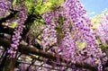 「藤の花」が降りそそぐ絶景「亀戸天神」紫に染まる雅な藤の名所は浮世絵の世界を今もなお残す【東京都 江東区】の画像002