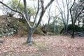 NHK大河『どうする家康』が100倍面白くなる！　本丸からの絶景と巨岩の要塞「大給城」の恐るべき防壁＜後編＞（奥三河／愛知県豊田市）【家康ゆかりの山城を攻める vol.4】の画像008