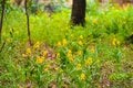 ココでしか見られない花がある「ムサシノキスゲ」唯一の自生地「浅間山公園」新緑の中で可憐に咲きほこる【東京都・府中市】の画像011