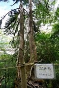 【世界自然遺産・屋久島】樹齢1800年「仏陀杉」に会いに行く！「ヤクスギランド」の吊り橋とエメラルドグリーンの清流を巡る1時間20分ライトトレッキングの画像014